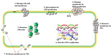 Crystals Free Full Text Application Of Reactive Oxygen Species Based Nanomaterials In