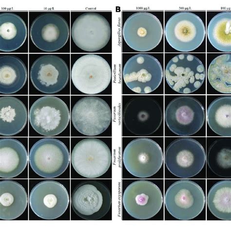 | Growth inhibition of plant fungal pathogens on the PDA medium after ... 
