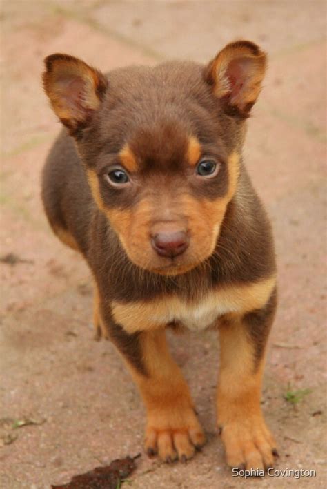 "Red Kelpie Puppy" by Sophia Phoenix | Redbubble