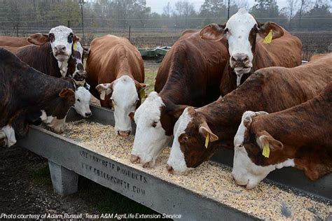 Supplemental feeding during winter can improve cattle pregnancy rates