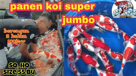 Panen Koi Jumbo Borongan Kolam Filter Astro Blitar Koi Youtube