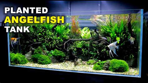 Aquascape Tutorial Non Co Ft Angelfish Aquarium How To Full Step