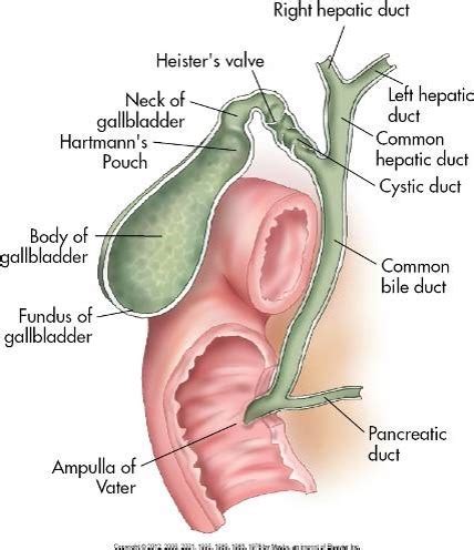 Chapter The Gallbladder And The Biliary System Flashcards Quizlet