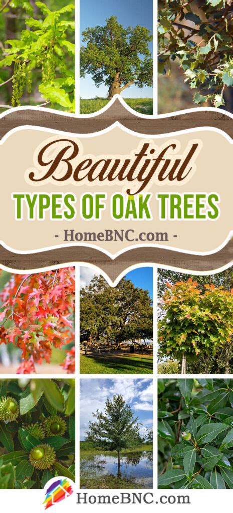 27 Types of Oak Trees for Your Home and Garden in 2023