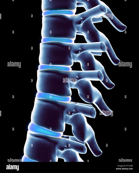 Skeleton system - X-ray human spine, medical concept Stock Photo - Alamy