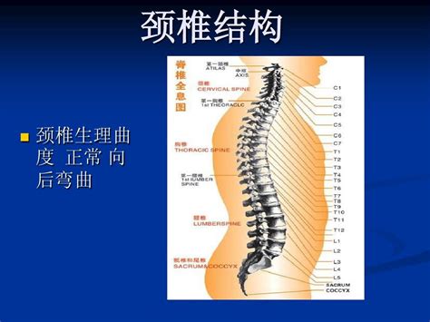 颈椎病预防与保健word文档在线阅读与下载无忧文档