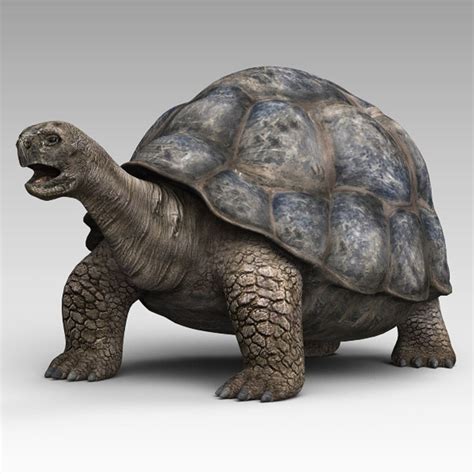 Tortoise 3d Model