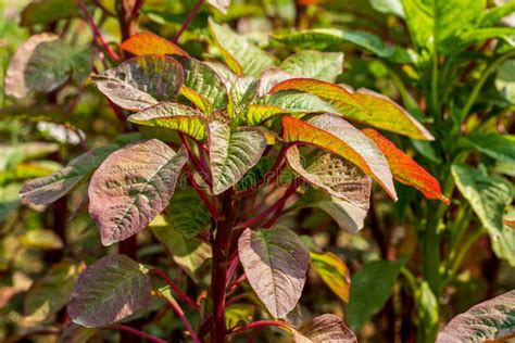 Las Especies De Amaranto Se Cultivan Y Consumen Como Hortalizas De Hoja