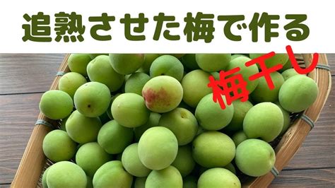 【梅干し】追熟させた梅で作る梅干し追熟梅の梅干し青梅の追熟 Youtube