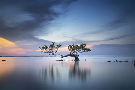 The Beauty Mangrove Photography Awards Print Mangrove Action Project