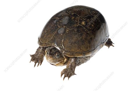 Eastern Mud Turtle Stock Image C041 7935 Science Photo Library