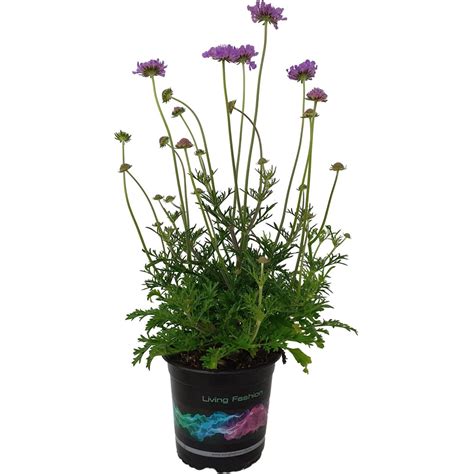 scabiosa vivid violet spring summer perennials