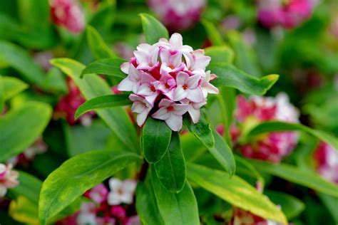 Growing Guide For Daphne Odora Plant Care Tips And Varieties