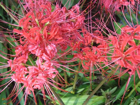 Lycoris Radiata Equinox Flower Hurricane Lily Naked Lily Red Magic