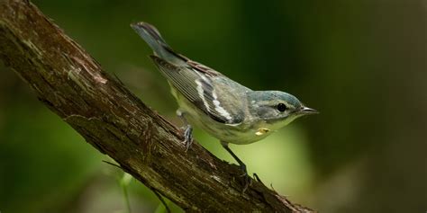 Cerulean Warbler Audubon Field Guide