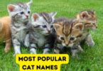 The Most Common Cat Names: A Comprehensive Guide - namingcat