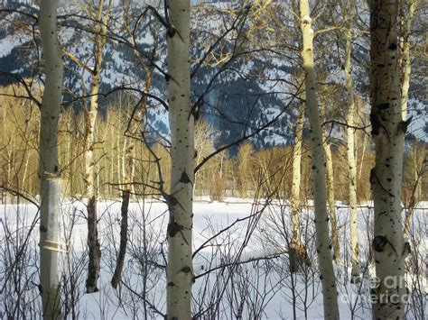 Aspen Trees In Winter Photograph By Susan Wood Fine Art America