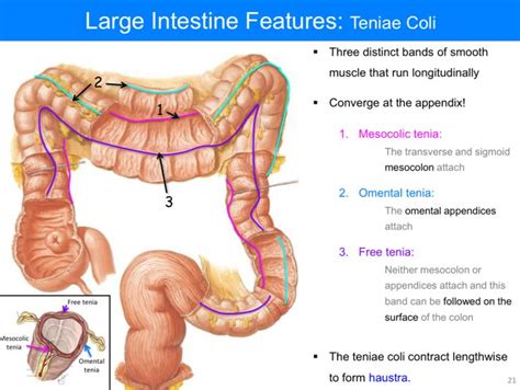 Pin On Histology Large Intestine