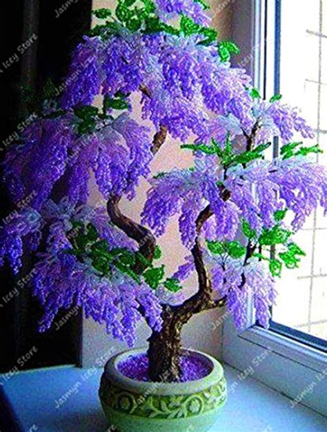 Great Bonsai Wisteria Tree In The World Don T Miss Out Earthysai