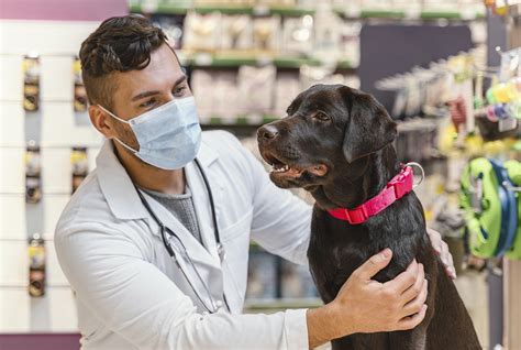 No Dia Mundial Da Saúde é Importante Fazer Também O Check Up Do Pet