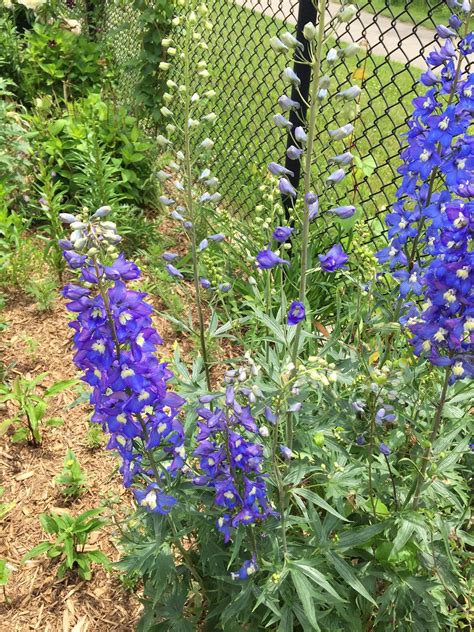 beautiful delphiniums from Linda's Canadian garden | Delphinium, Blue flowers, Larkspur