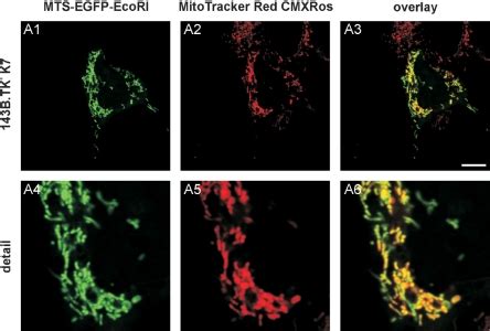 143B TKK7 Cells Were Transfected With PMEE Con And Analysed By