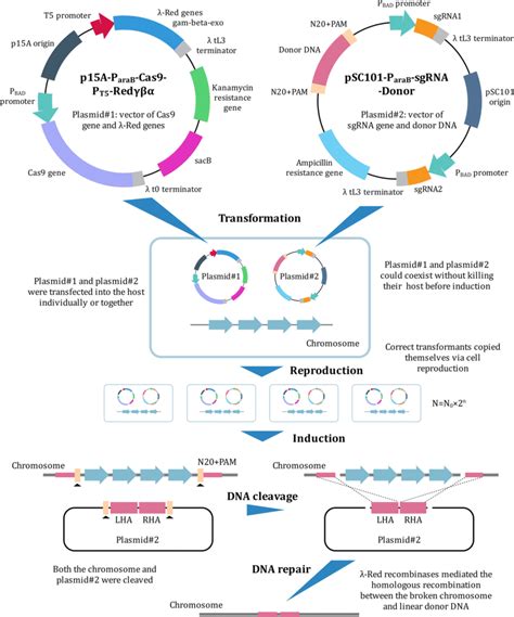 Constitutions Of The Genome Editing System And Schematic Of Genome