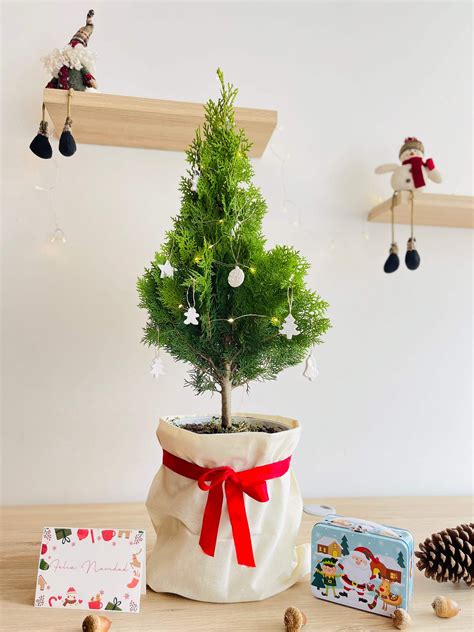 Mini Rbol De Navidad Natural