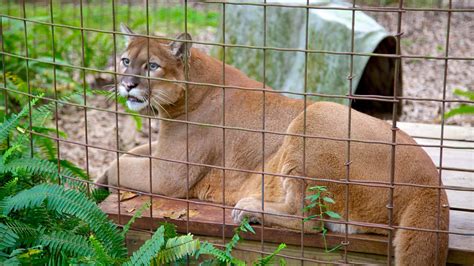 Big Cat Rescue In Tampa Florida Expedia