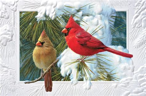 Pack Of 16 Candid Cardinals Fine Art Embossed Deluxe Christmas Greeting