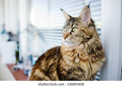 859 Photo Maine Coon Cat Face Images, Stock Photos, 3D objects ...