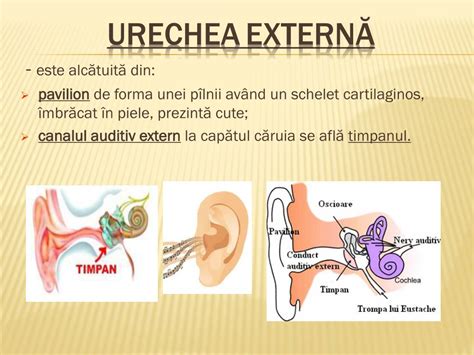 Ppt Urechea Organ De Simt Pentru Auz Si Echilibru Powerpoint