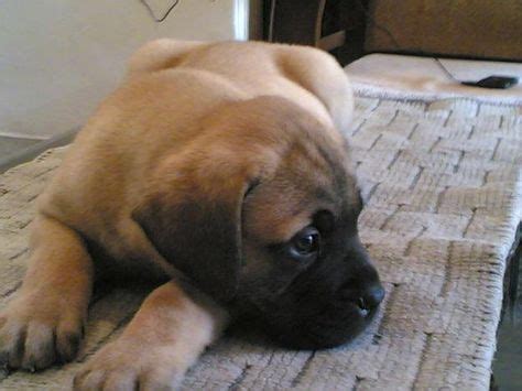 Adorable Bull Mastiff Puppies for Sale