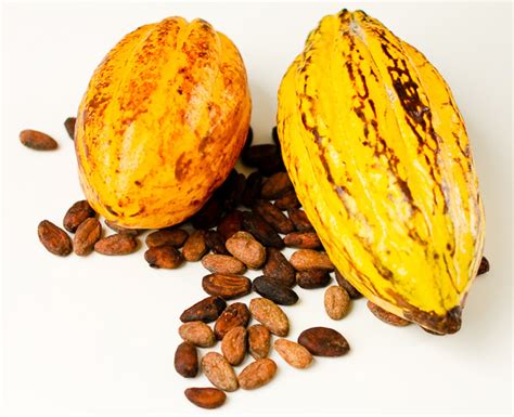 El Origen Y La Historia Del Cacao Y El Chocolate Vídeo Gastronomía And Cía