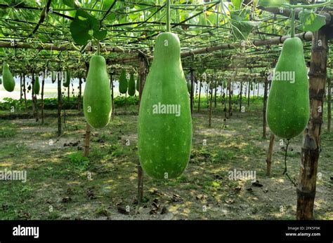 Green Bottle Gourd Bvegetable Hi Res Stock Photography And Images Alamy