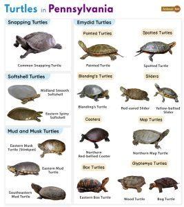 List Of Turtles Found In Pennsylvania With Pictures