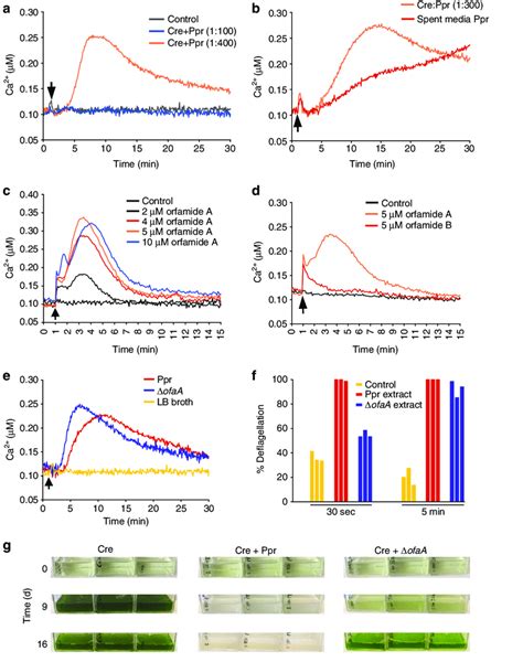 Orfamides Cause A Rapid Increase In Cytosolic Ca 2 And Contribute To