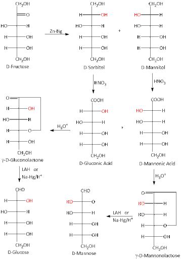 Fructose To Glucose And Mannose Conversion