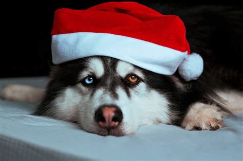 Cutest Dogs With Christmas Hats To Brighten Up Your Holidays