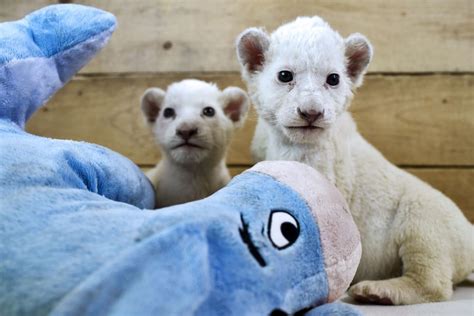 Get Ready To Od On Cute White Lion Cubs Debut At European Zoos Circus