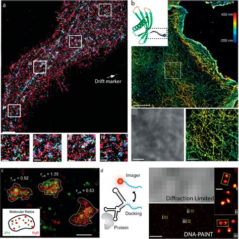 Pdf Dna Based Super Resolution Microscopy Dna Paint Semantic Scholar