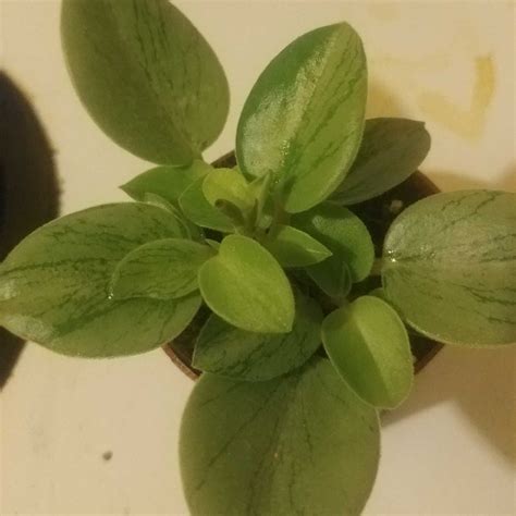 Peperomia Orba Variegata Variegated Teardrop Peperomia In Gardentags