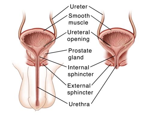 Bladder Diagram