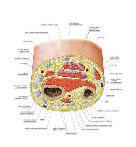 Cross Section Anatomy