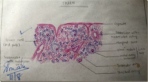 Histology Slides Database: Spleen high resolution histology diagram