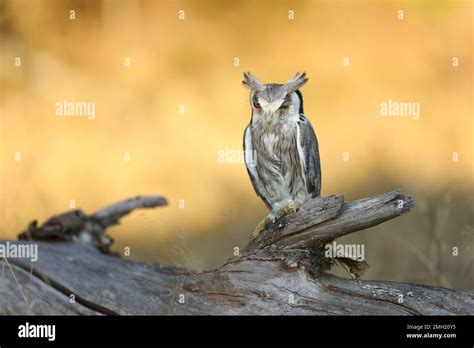 Northern white-faced owl , Ptilopsis leucotis, owl in the nature ...