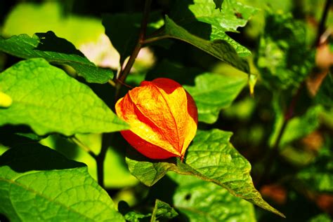 Free Images Tree Nature Branch Sunlight Leaf Flower Petal