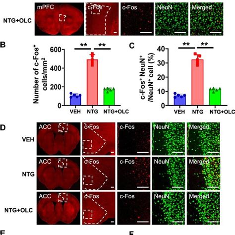 C Fos Activation Map Of Cortical Structures In The Ntg Induced Chronic