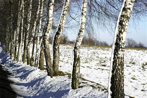 Verger Des Arbres De Bouleau En Hiver Photo Stock Image Du Lumineux