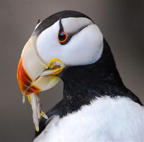 Horned Puffin Alaskaorg